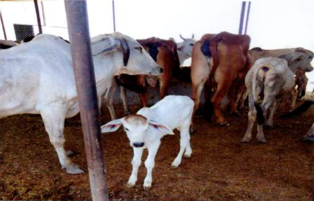 देशी गायों के लिए एक बढ़ता हुआ आश्रय स्थल